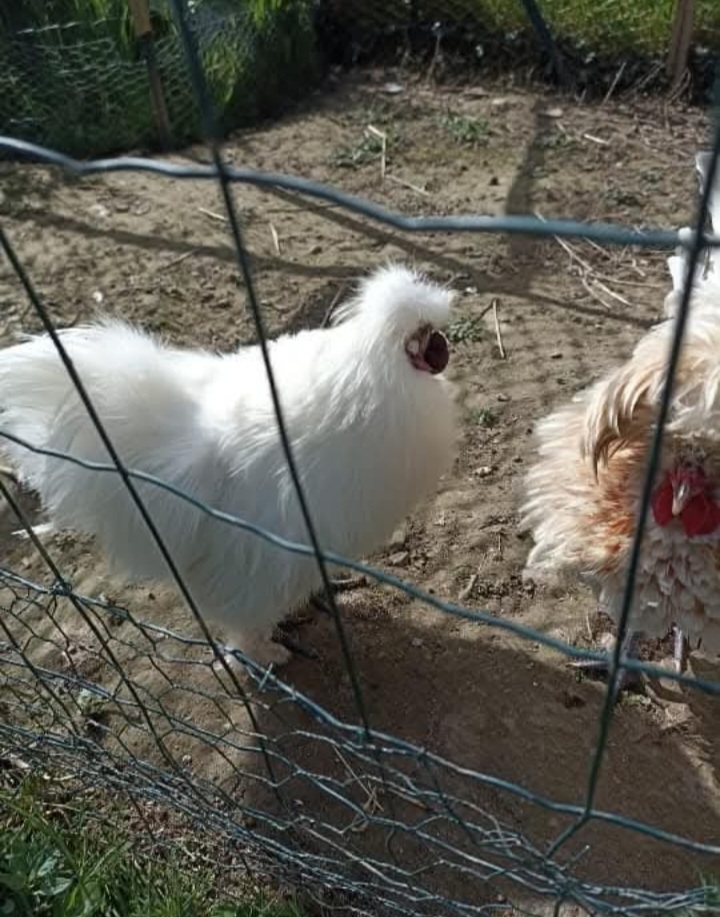 Screenshot 20250729 131416 facebook