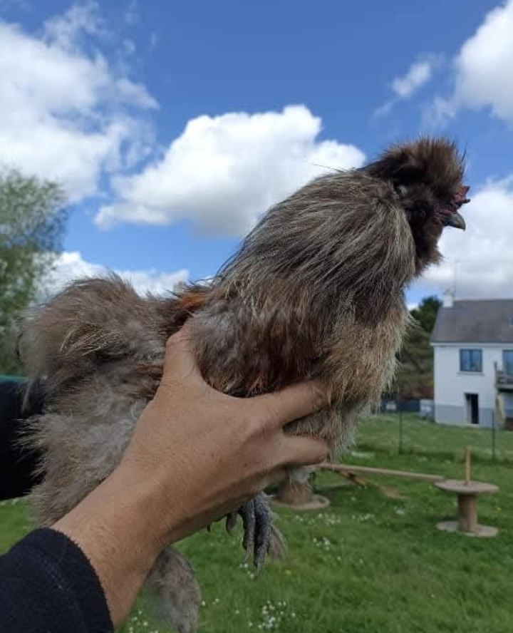 Screenshot 20250729 131420 facebook