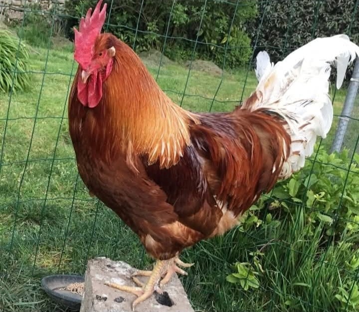 Screenshot 20250729 131427 facebook